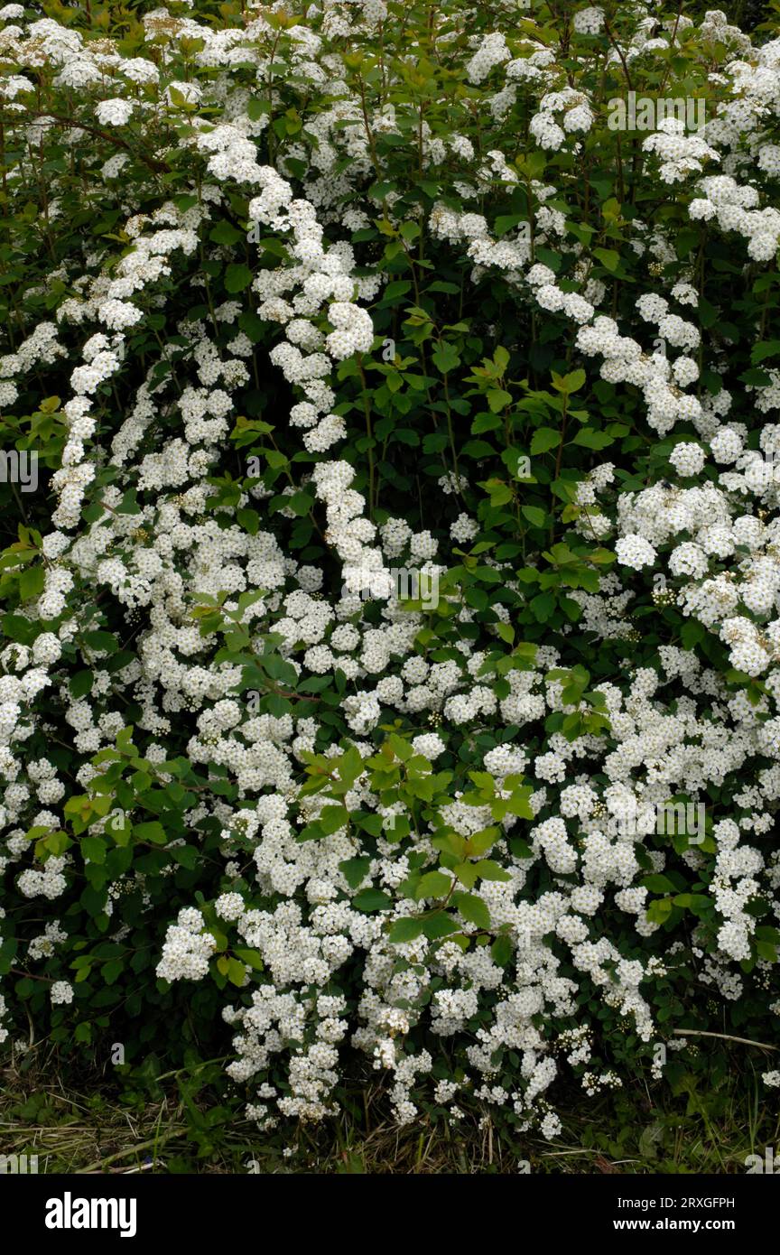 Meadowsweet (Spiraea x vanhouttei), ornamental spar, spar Stock Photo