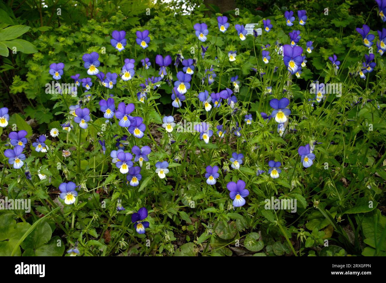 Common pansy (Viola tricolor), Pansy Stock Photo - Alamy