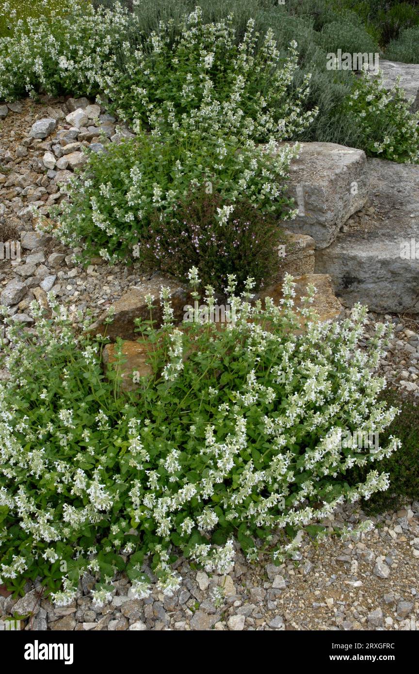 Catmint 'Alba' (Nepeta x fassenii), Catmint 'Alba', Blue mint Stock