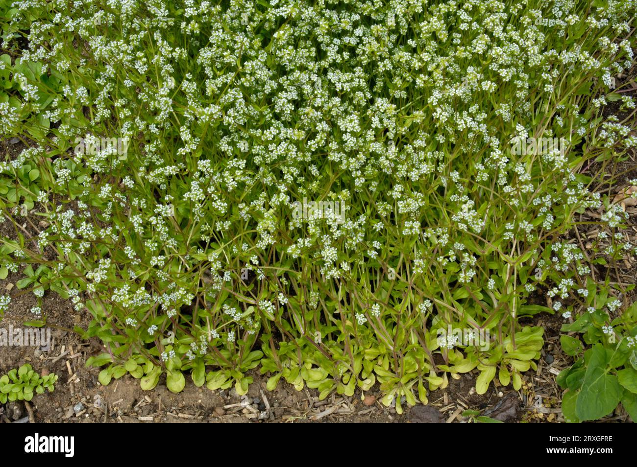 Common Purslane (Portulaca oleracea ssp. sativa), Purslane, Kitchen Purslane Purslane, Summer Purslane, Spice Purslane, Vegetable Purslane Stock Photo
