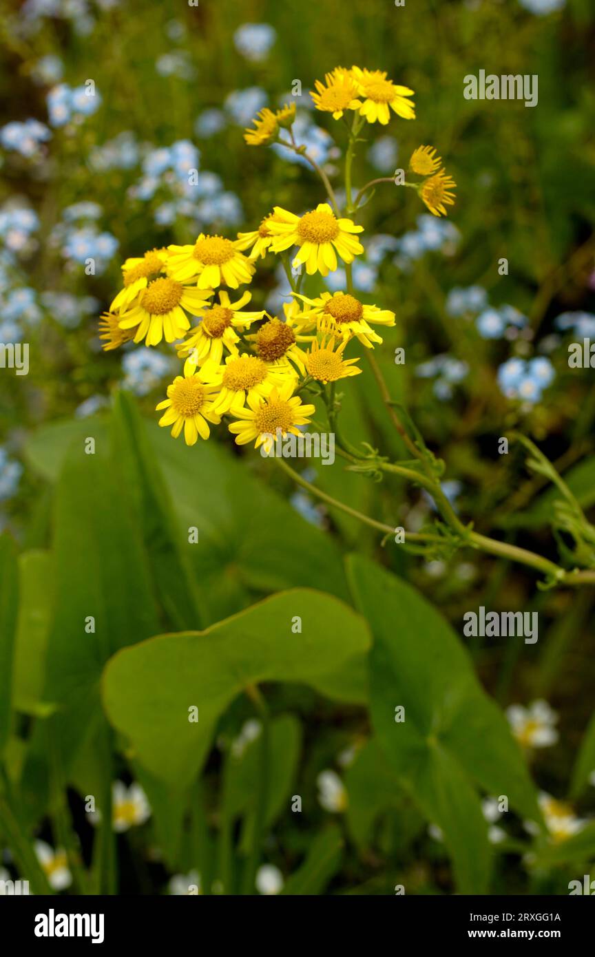 Marsh ragwort hi-res stock photography and images - Alamy