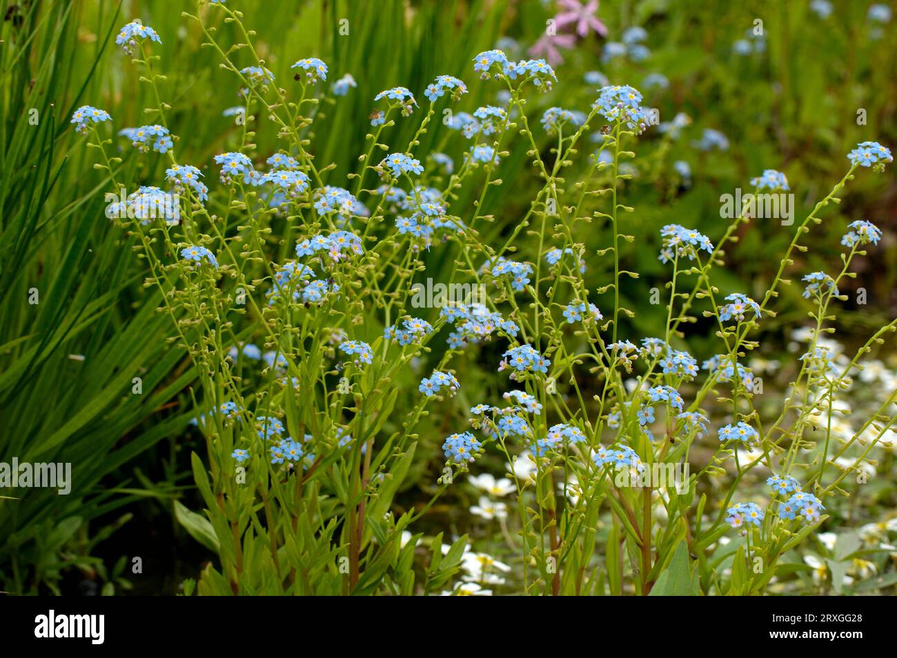 Blue Water Speedwell (Veronica arvensis), Water Speedwell, Pimpernel Speedwell Stock Photo