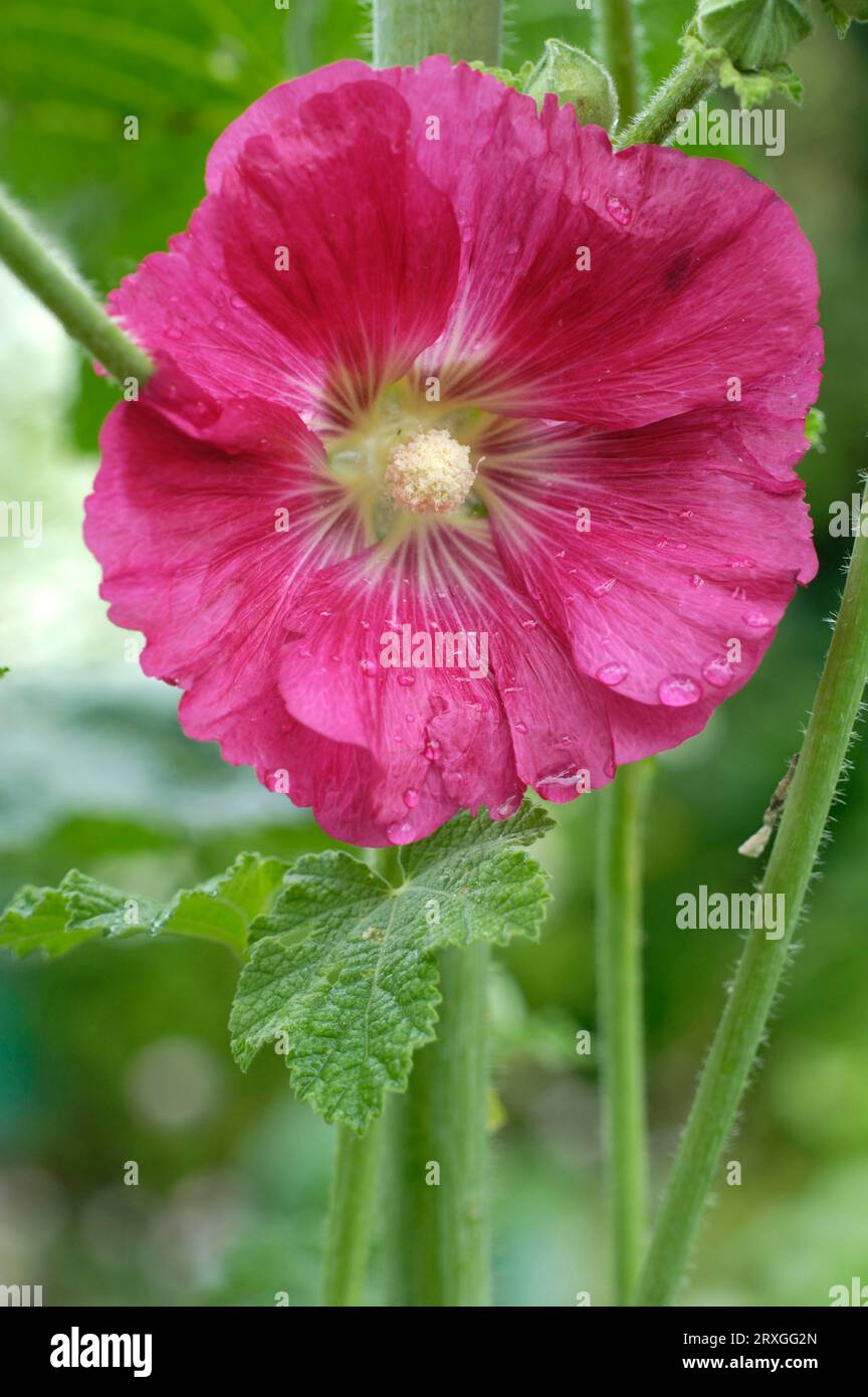 Althaea rosea alcea malvaceae hi-res stock photography and images - Alamy