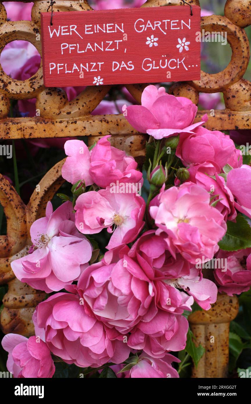 Roses and sign at garden fence, Roses and sign 'Who plants a garden ...