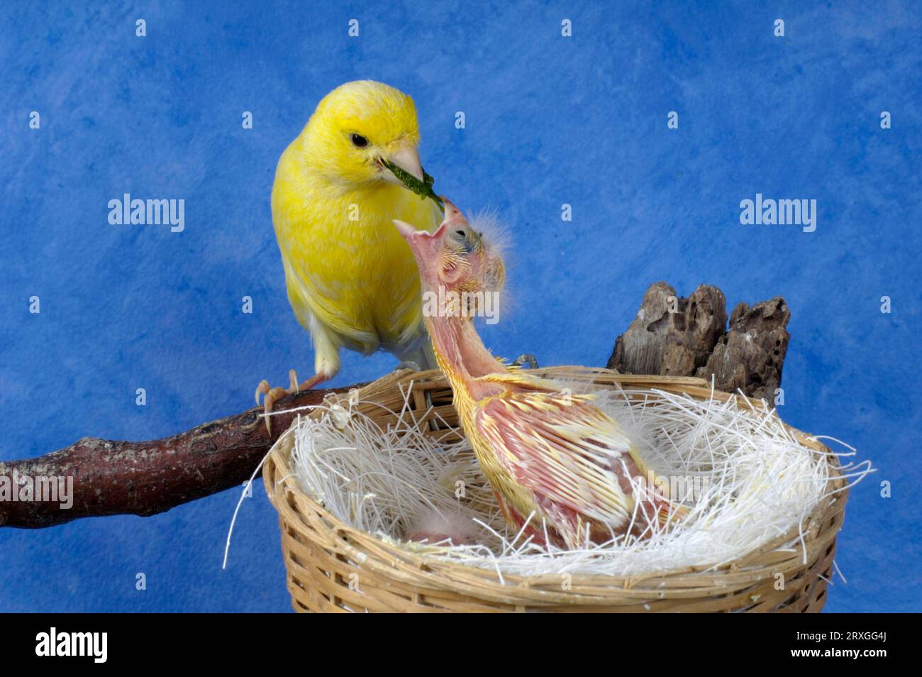 Canary feeding chicks in nest (Serinus canaria) Stock Photo