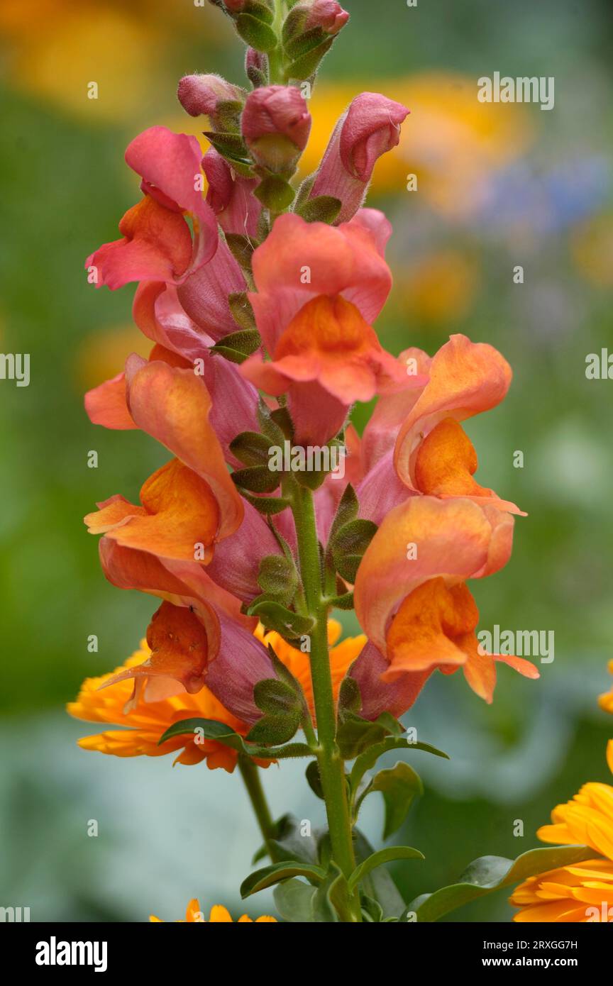 Common snapdragon (Antirrhinum majus) Garden snapdragon, Snapdragon ...
