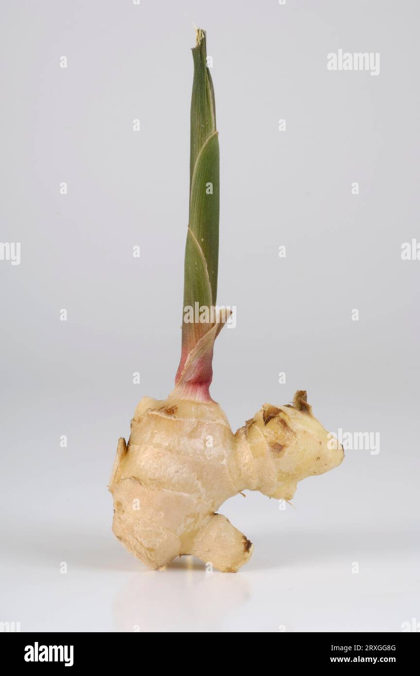 Planting ginger root hi-res stock photography and images - Alamy