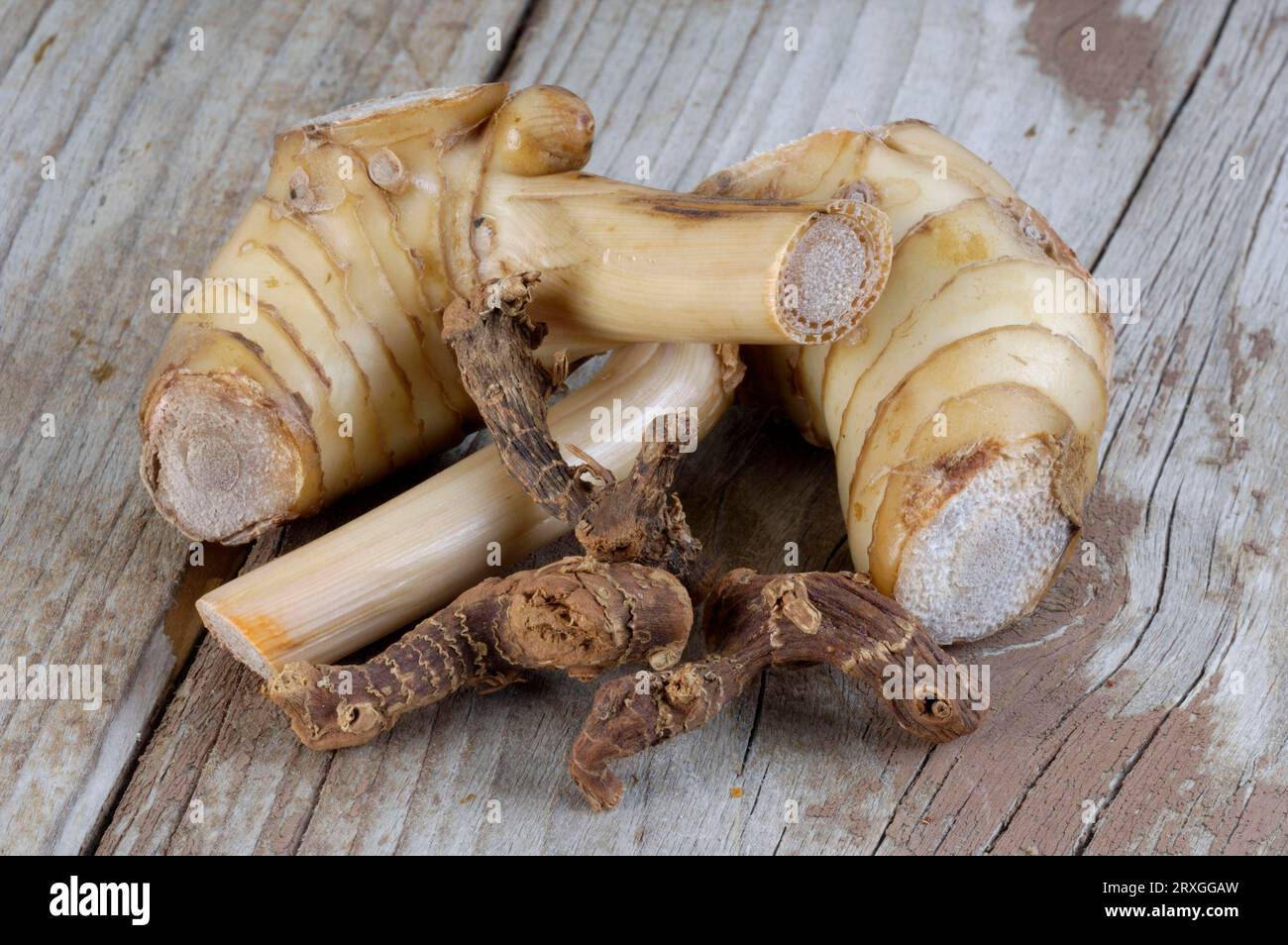 Greater galangal root (Alpinia galanga Stock Photo - Alamy