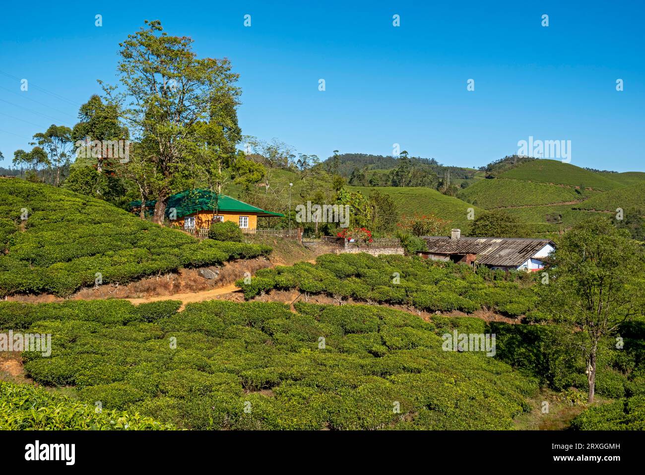 House at tea plantation, Munnar, Kerala, India Stock Photo Alamy