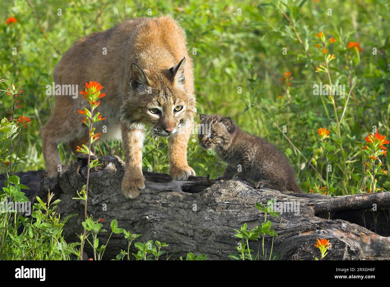 Bobcat (Lynx rufus) with cub (Felis rufa) Stock Photo