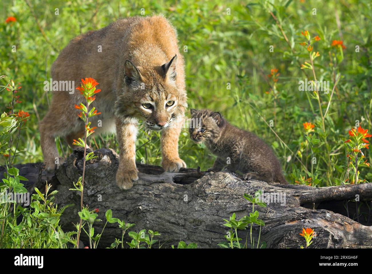 Bobcat cub lynx rufus hi-res stock photography and images - Alamy