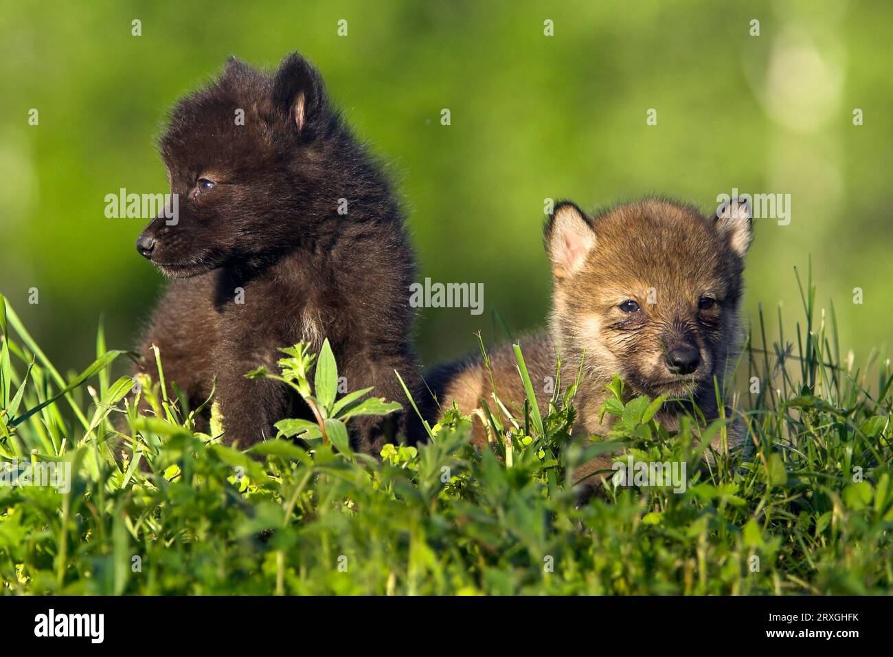 Timber Wolves, cubs (Canis lupus), cub Stock Photo Alamy