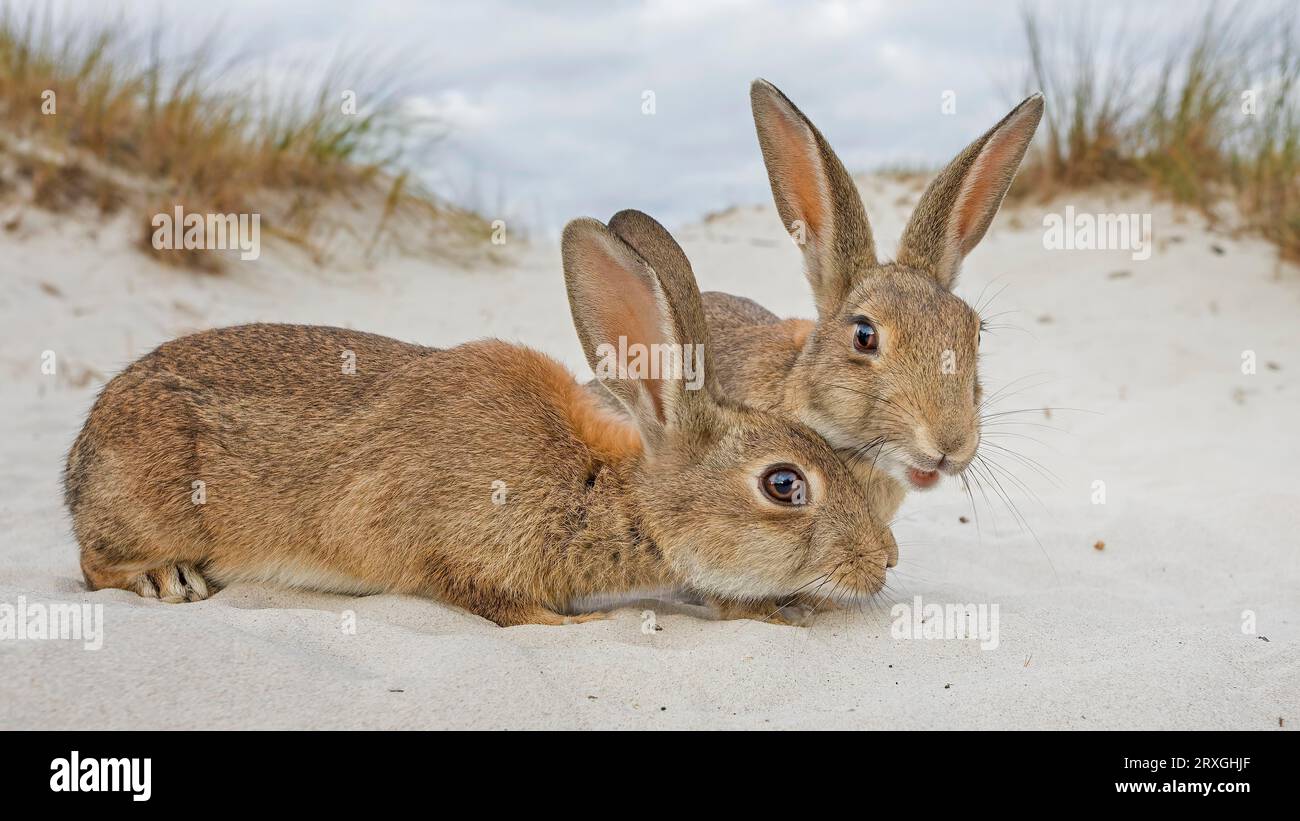 Contact to animals hi-res stock photography and images - Alamy