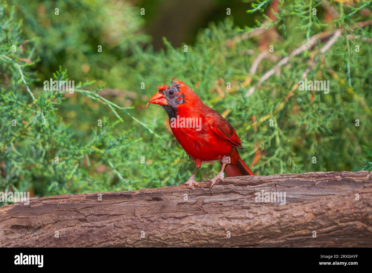 Northern Cardinal, Cardinalis cardinalis, molting feathers in summer at backyard at McLeansville, NC. Stock Photo