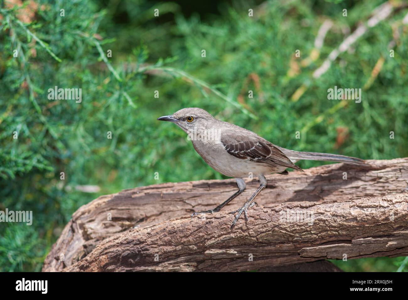 Northern Mockingbird, Mimus polyglottos, at McLeansville, NC. Stock Photo