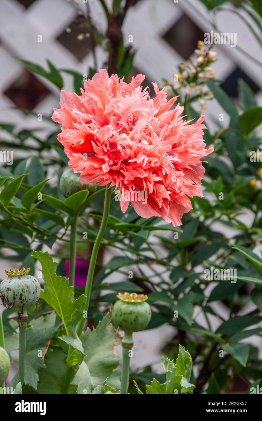 Poppy flower in garden in McLeansville, NC. Stock Photo