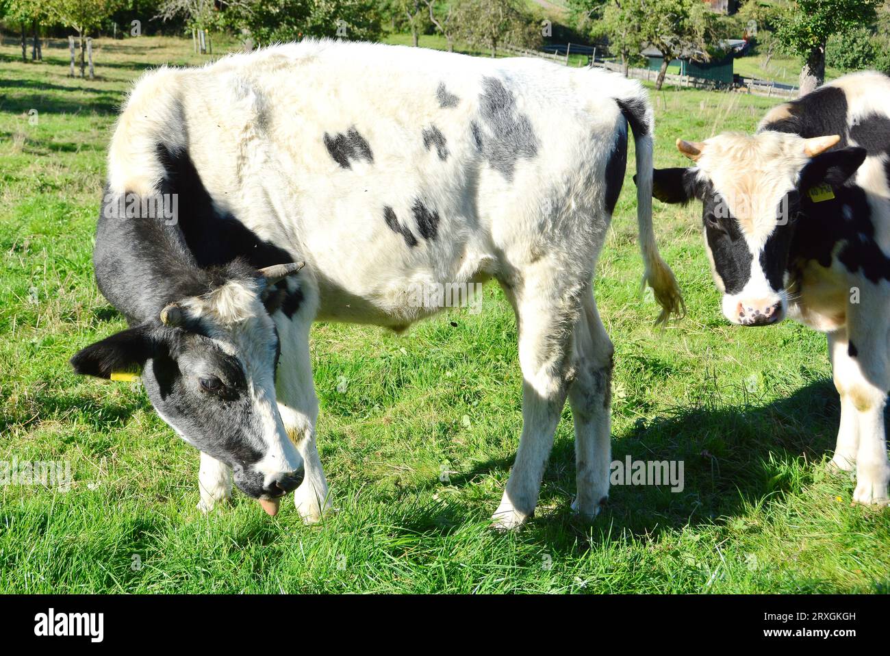 Cattle, cows and calves - a beautiful life on a pasture Stock Photo - Alamy