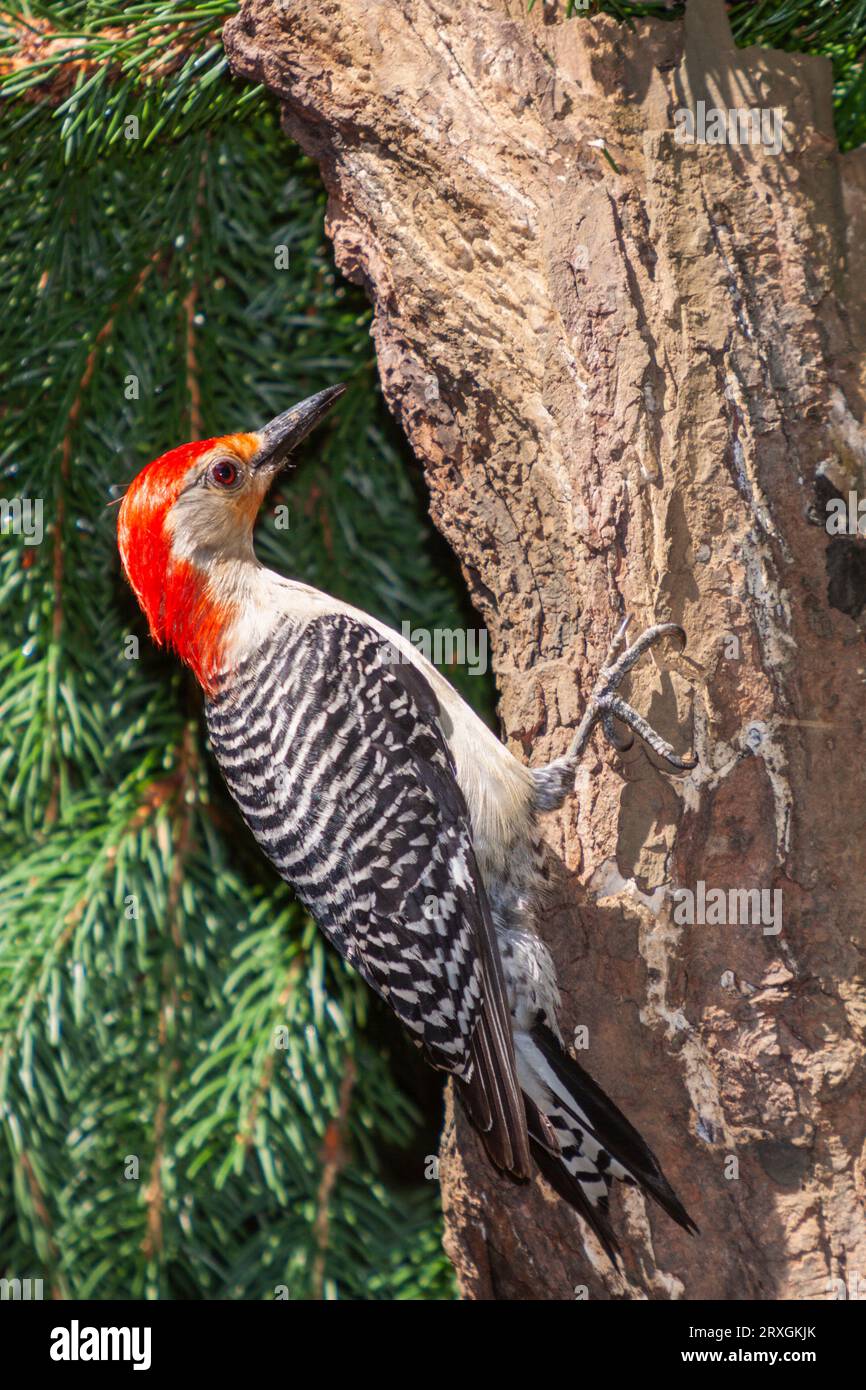 Red-bellied Woodpecker, Melanerpes carolinus, in backyard at McLeansville, NC. Stock Photo