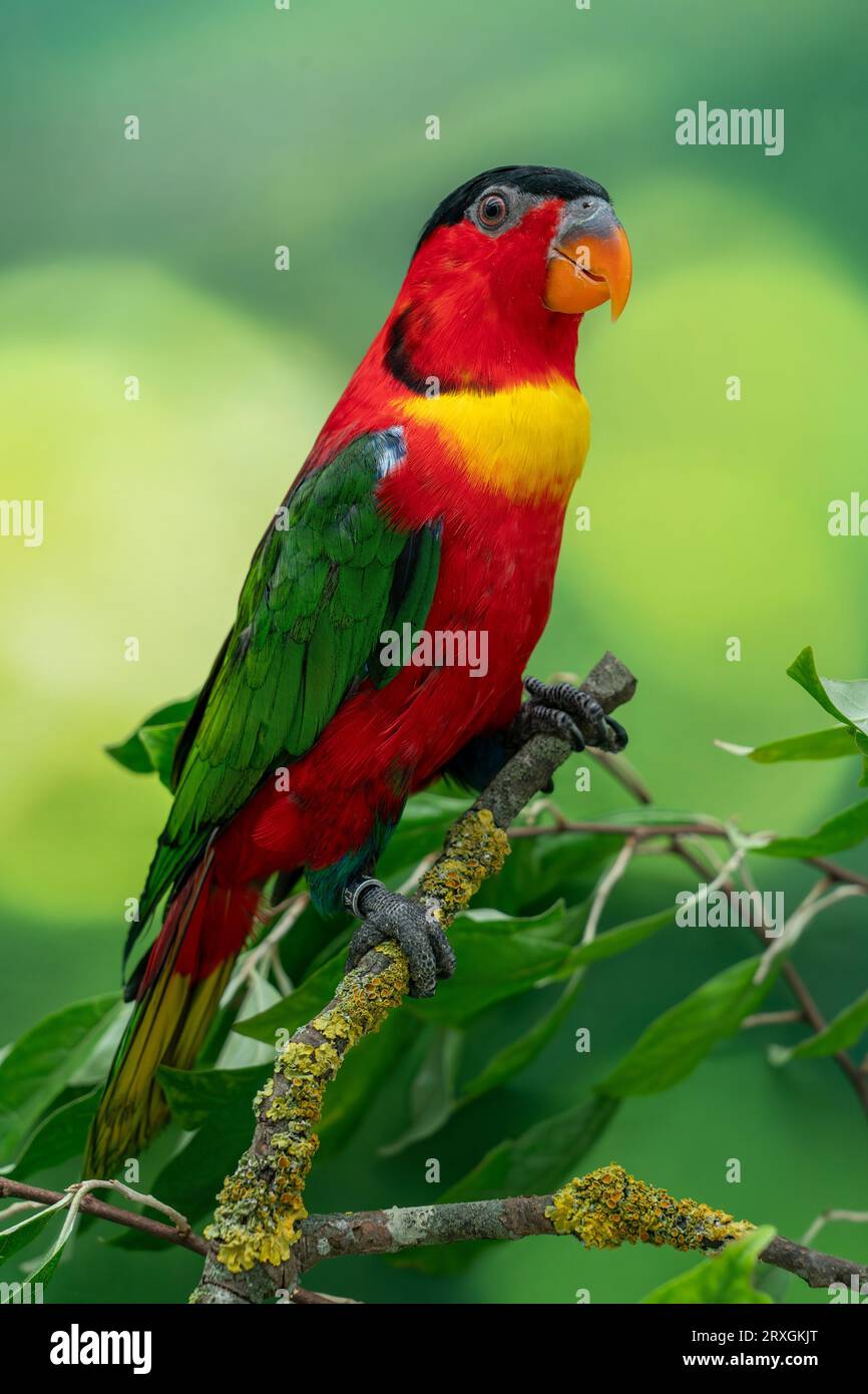 yellowbibbed lory, Lorius chlorocercus Stock Photo Alamy