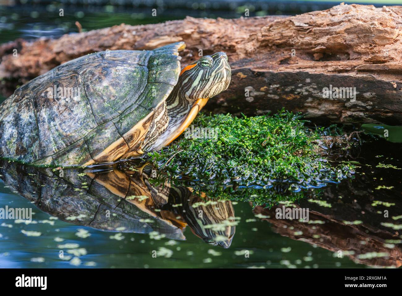 Red-eared Slider turtle, Chrysemys scripta, at Gary Carter's in McLeansville, NC. Stock Photo