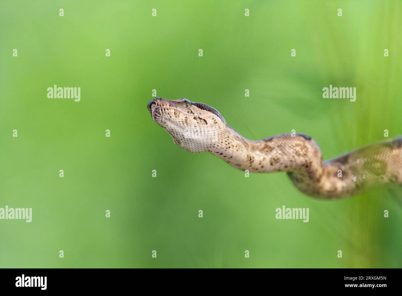 Red-tailed Boa, Boa constrictor imperator, at Gary Carter's in McLeansville, NC. Stock Photo