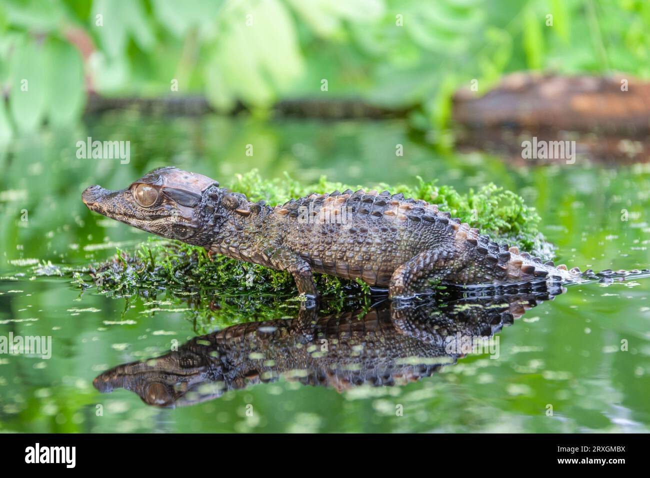 Schneider's Dwarf Caiman, Paleosuchus trigonatus, at Gary Carter's in Mcleansville, NC. Stock Photo