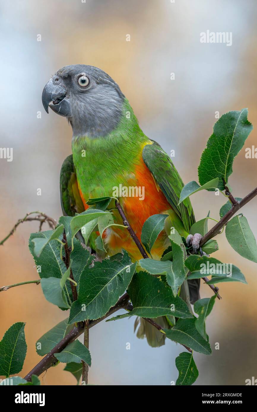 Senegal parrot, Poicephalus senegalus Stock Photo