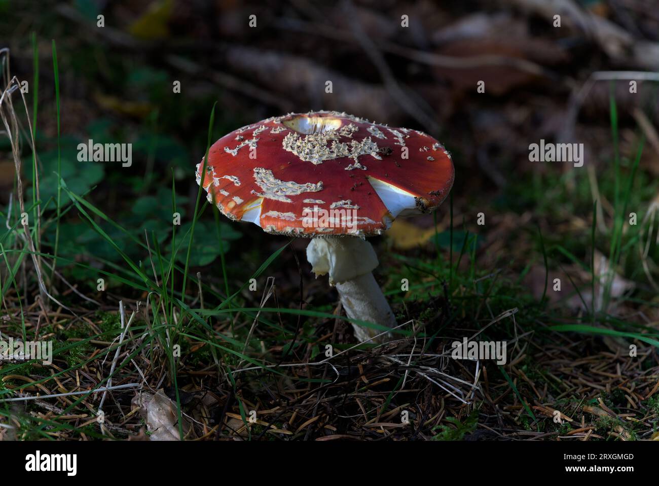 Amanite tue-mouches (Amanita muscaria) or Fausse oronge, red cap and white spots, in the forest. Stock Photo