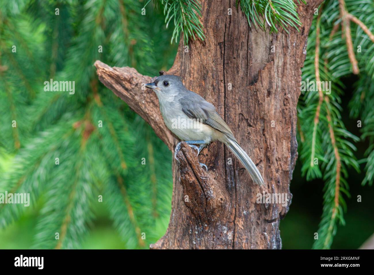 Tufted Titmouse, Baeolophus bicolor, at McLeansville, NC. Stock Photo