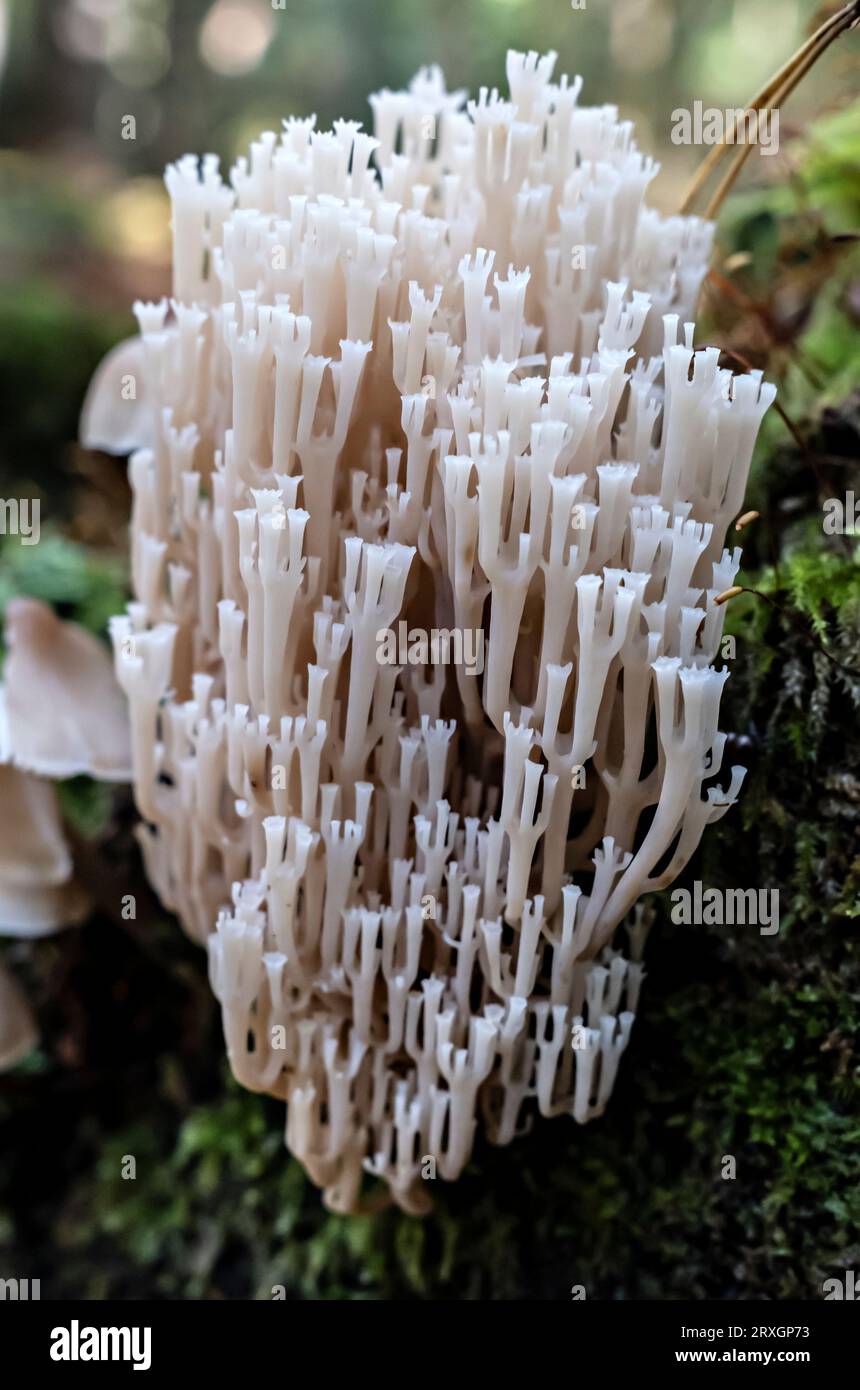 Artomyces pyxidatus, commonly called crown coral or crown-tipped coral fungus Stock Photo