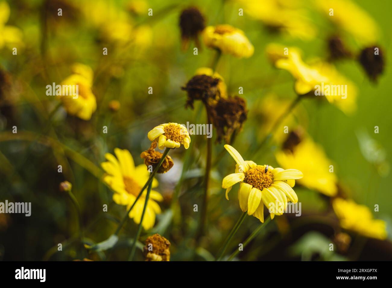 Yellow marguerite daisy (Argyranthemum frutescens) flowers, close up. Stock Photo