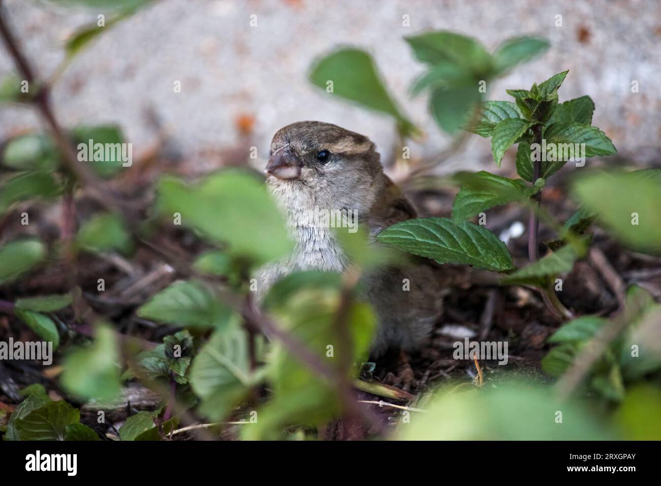 A small brown bird with a white belly sitting next to green leaves