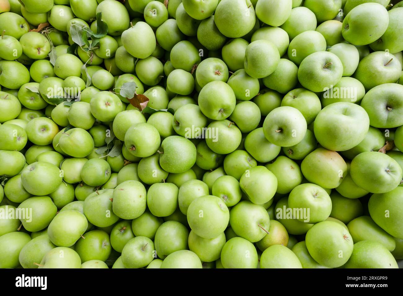 Large collection of green Granny Smith apples during fall harvest with leaves and stalks Stock Photo