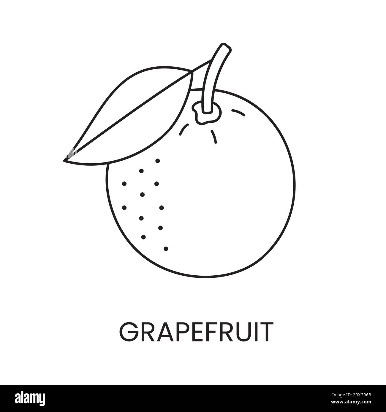 Grapefruit line icon in vector, citrus fruit illustration Stock Vector