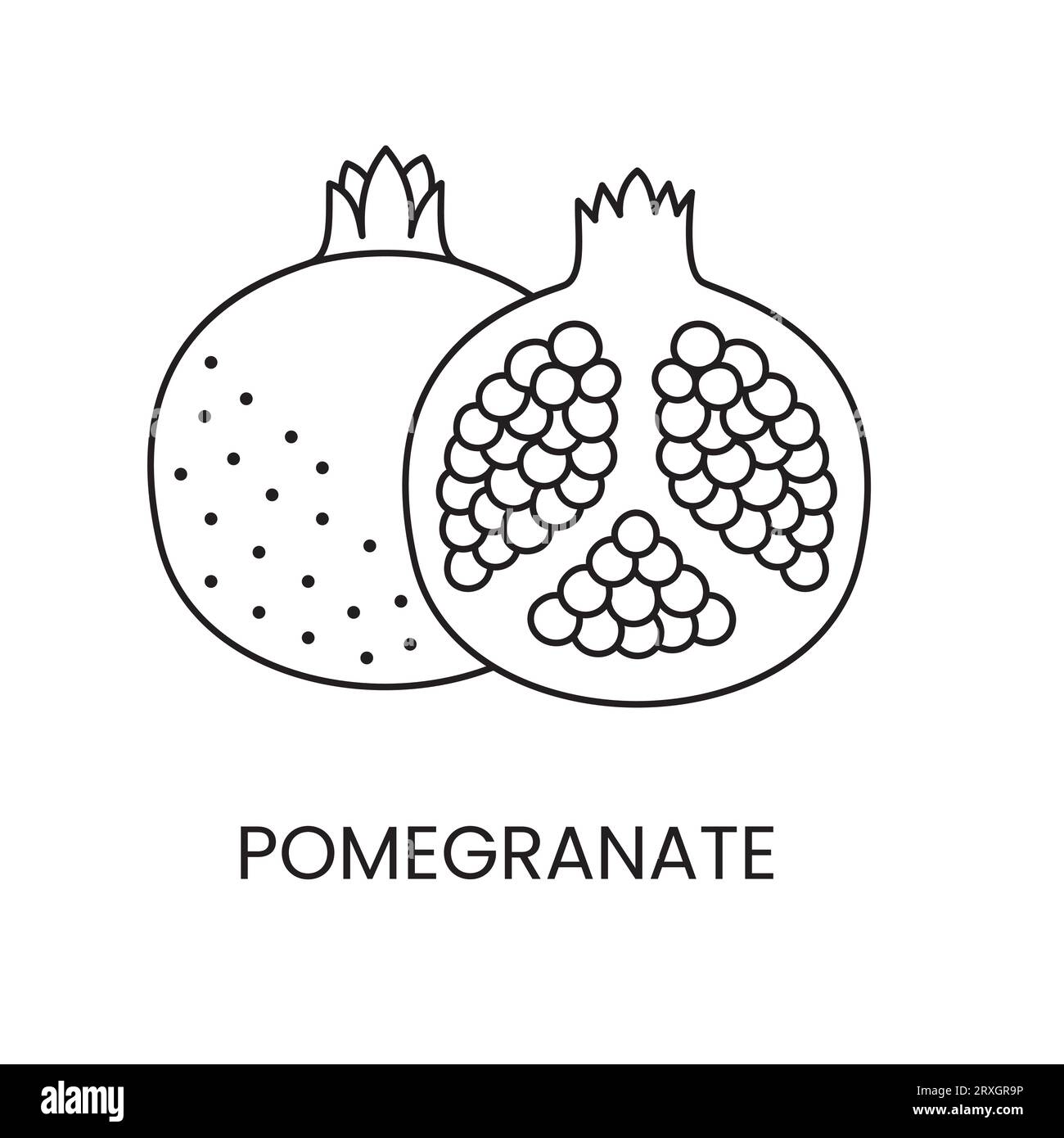Pomegranate line icon in vector, fruit illustration Stock Vector