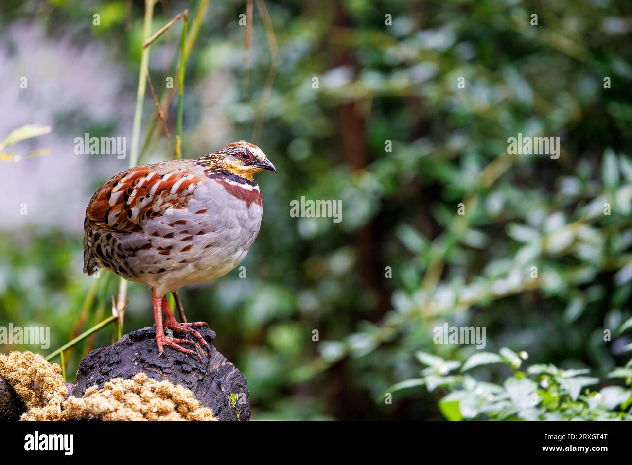Collared or white necklaced partridge, Arborophila gingica, perched on a tree stump. Endemic to Asia, the Himalayas to North Vietnam and near threaten Stock Photo