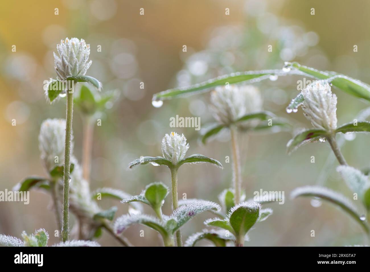 Gomphrena serrata, prostrate globe amaranth, grows in disturbed fields and along roadsides. Stock Photo