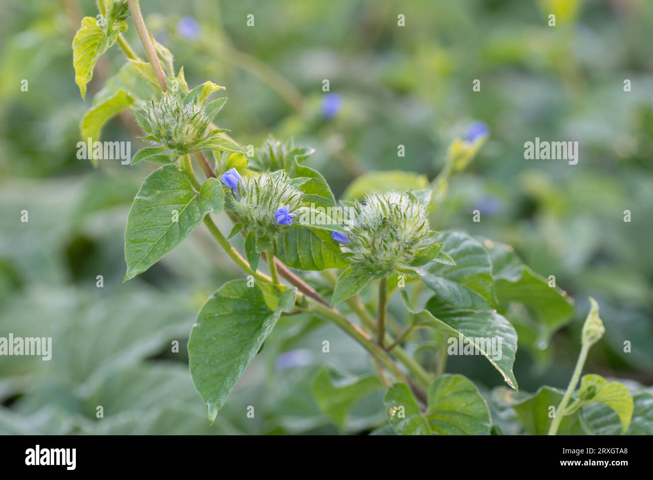 Jacquemontia tamnifolia flowers on the sandy surface of recently cleared land, its fuzzy, blooming clusters easily identifed in the open landscape. Stock Photo