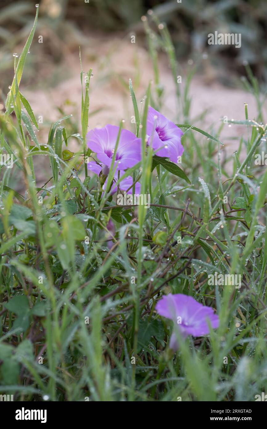 Ipomoea lindheimeri is a trailing vine with beautiful pink flowers found in fields all around Texas. Stock Photo