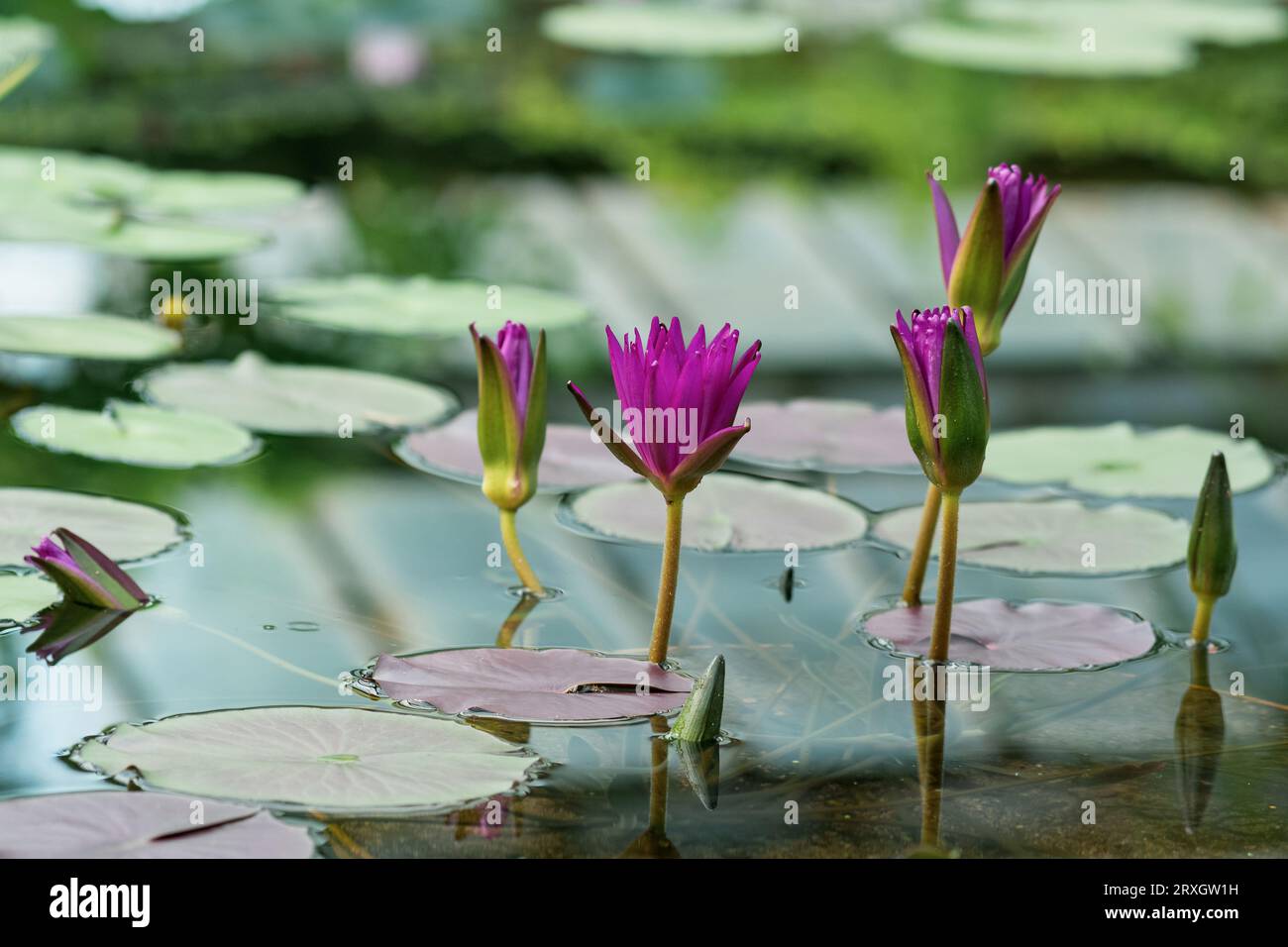 exotic purple waterlilies blooms in water close-up Stock Photo