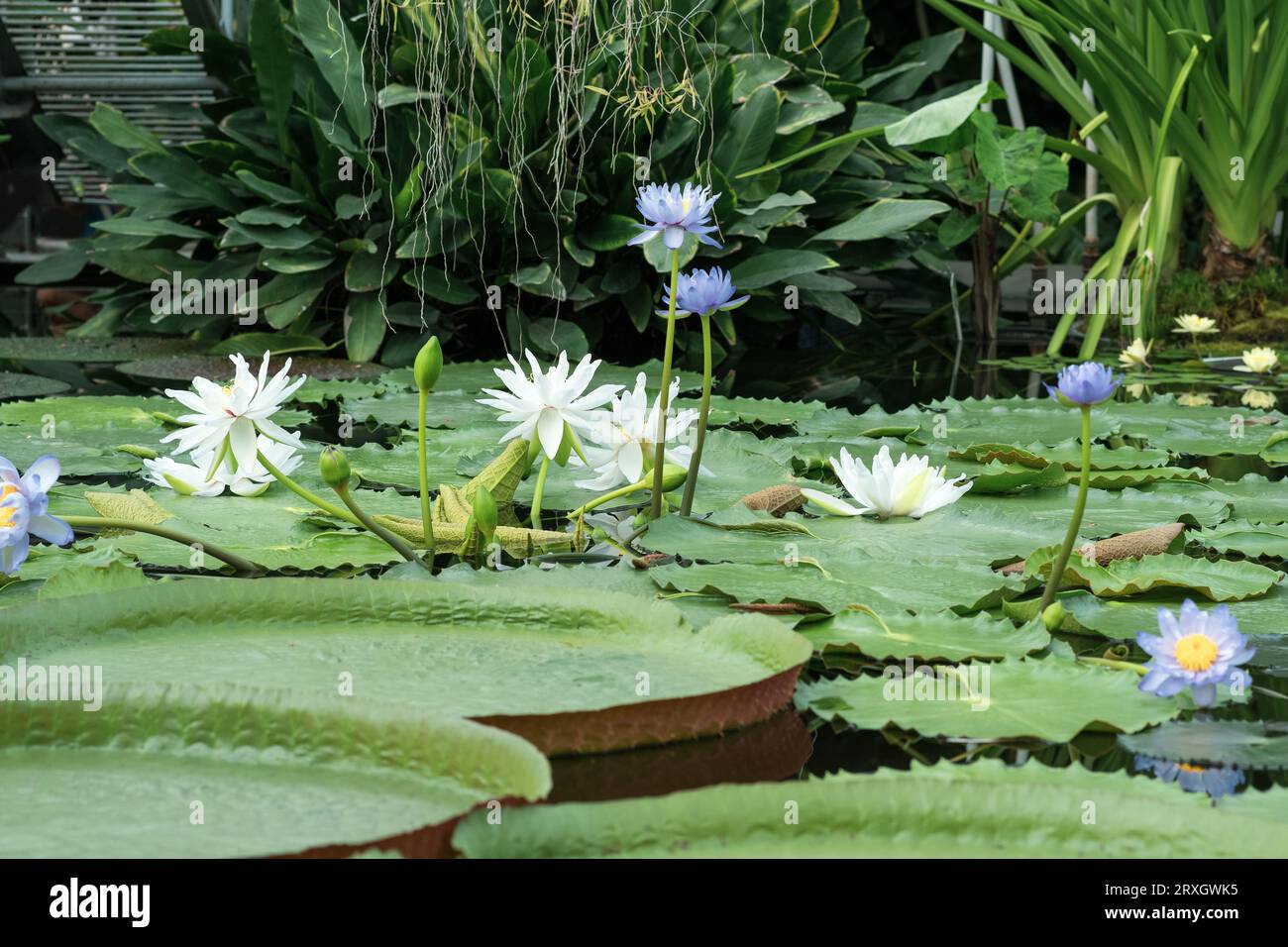 different species of water lilies bloom in the greenhouse of the botanical garden Stock Photo