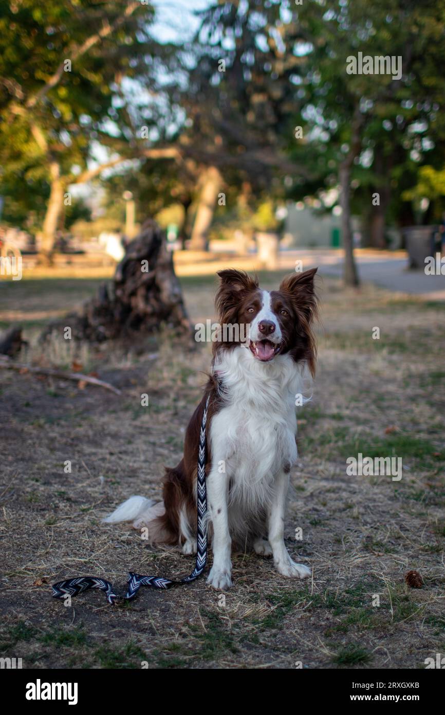 Charismatic Border Collie, sitting down, smiling and looking at camera Stock Photo