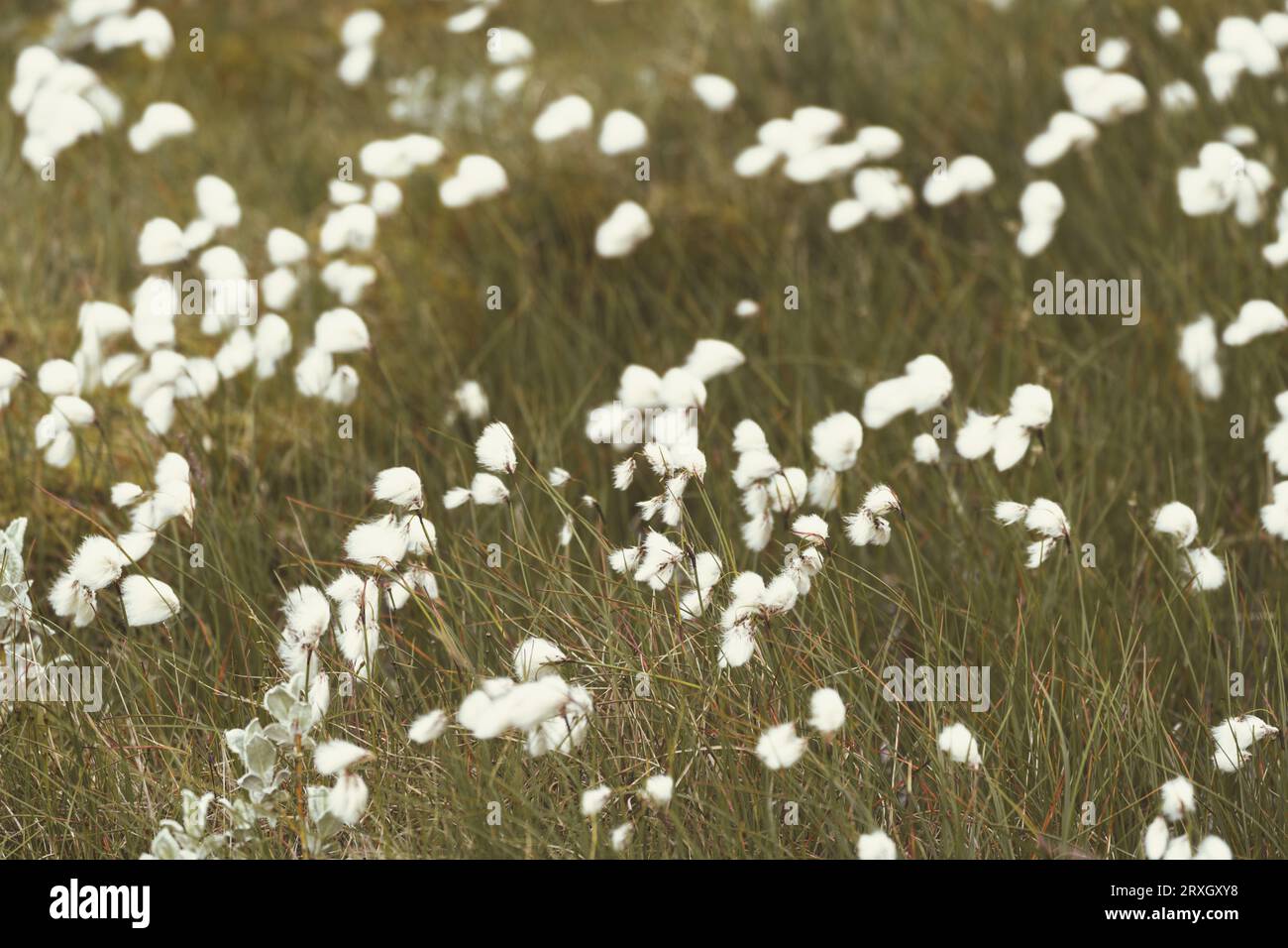 Iceland cotton grass field hi-res stock photography and images - Alamy