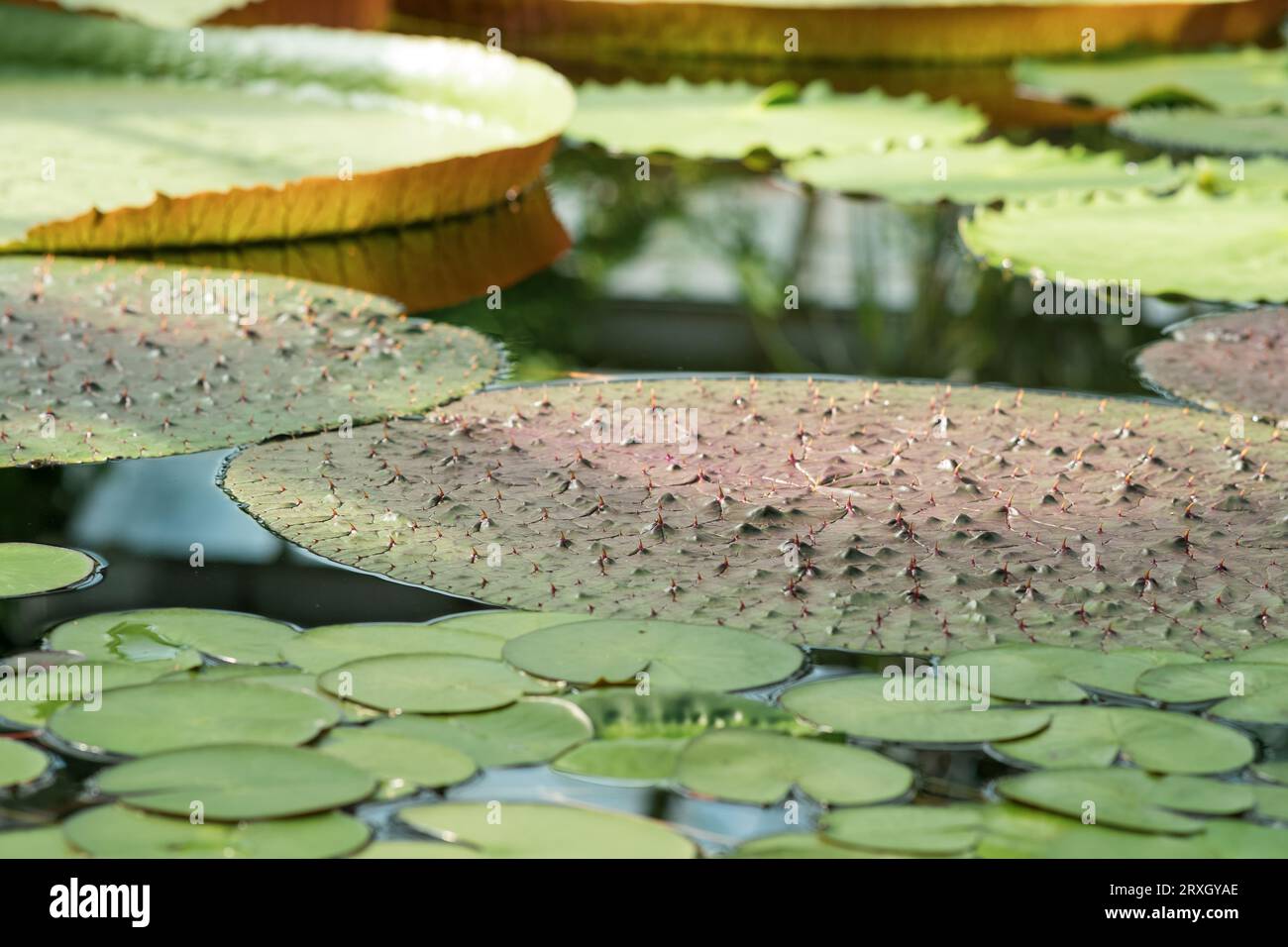 floating leaves of various water lilies in the exposition of the botanical garden Stock Photo