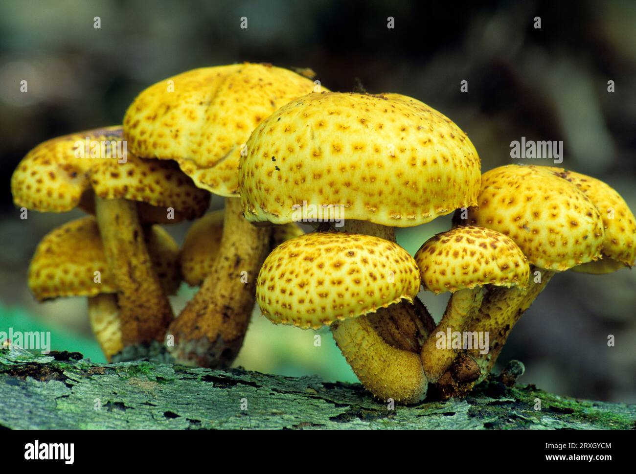Mushrooms, Pine Creek Natural Area, Tioga State Forest, Pennsylvania