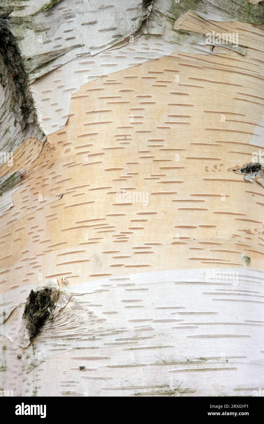 Closeup of birch bark Betula pendula which has powerful analgesic