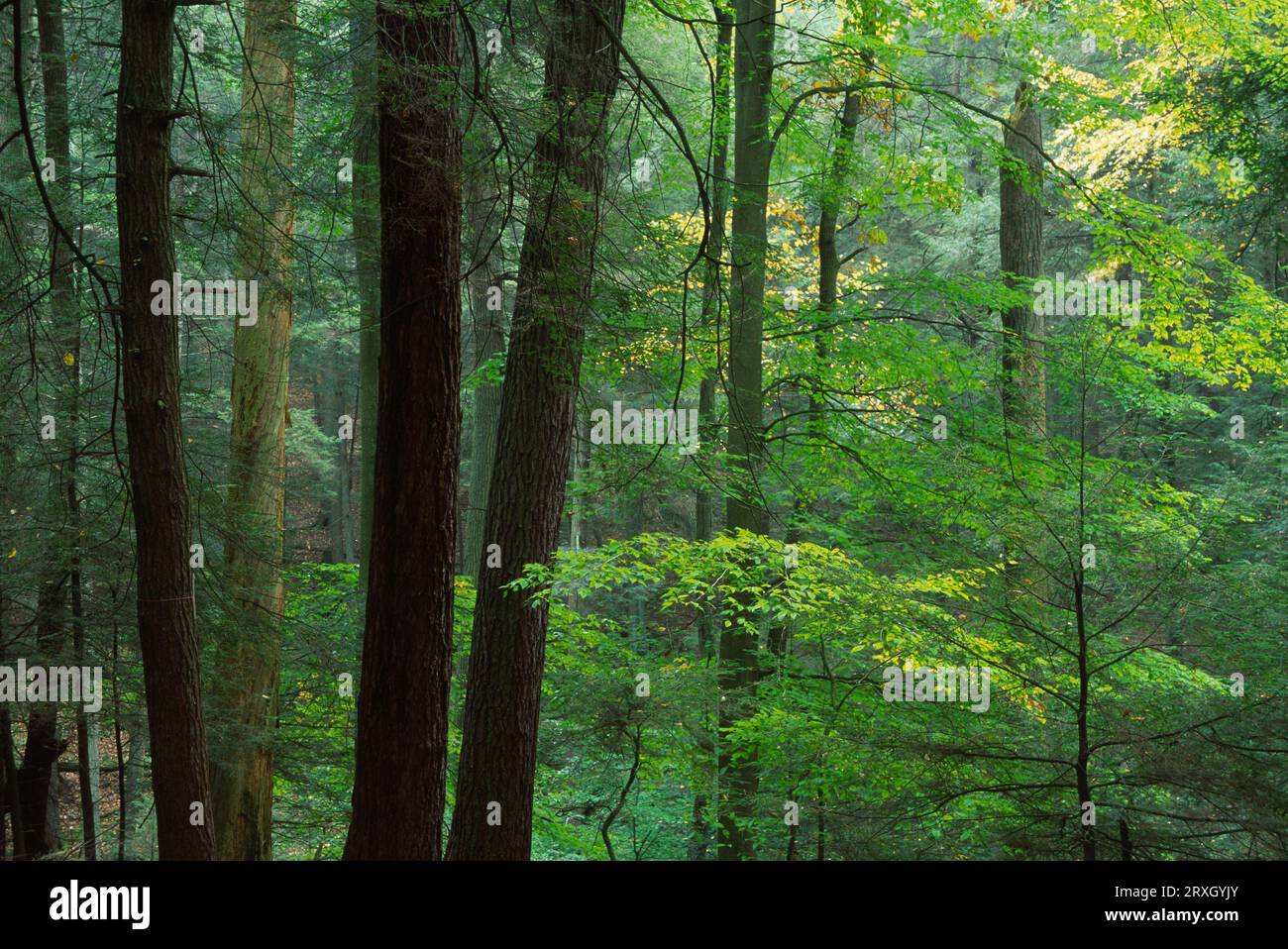 Ancient forest, Cook Forest State Park, Pennsylvania Stock Photo