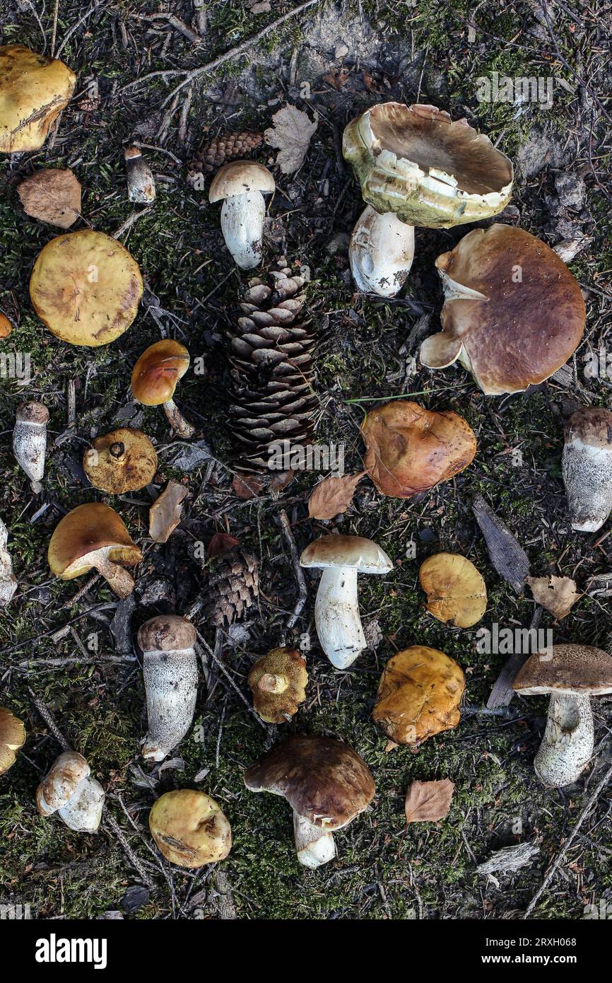 Natural autumn still life, seasonal background. Closeup of various fresh wild mushrooms on forest ground. Edible larch bolete, ceps, porcini mushrooms Stock Photo