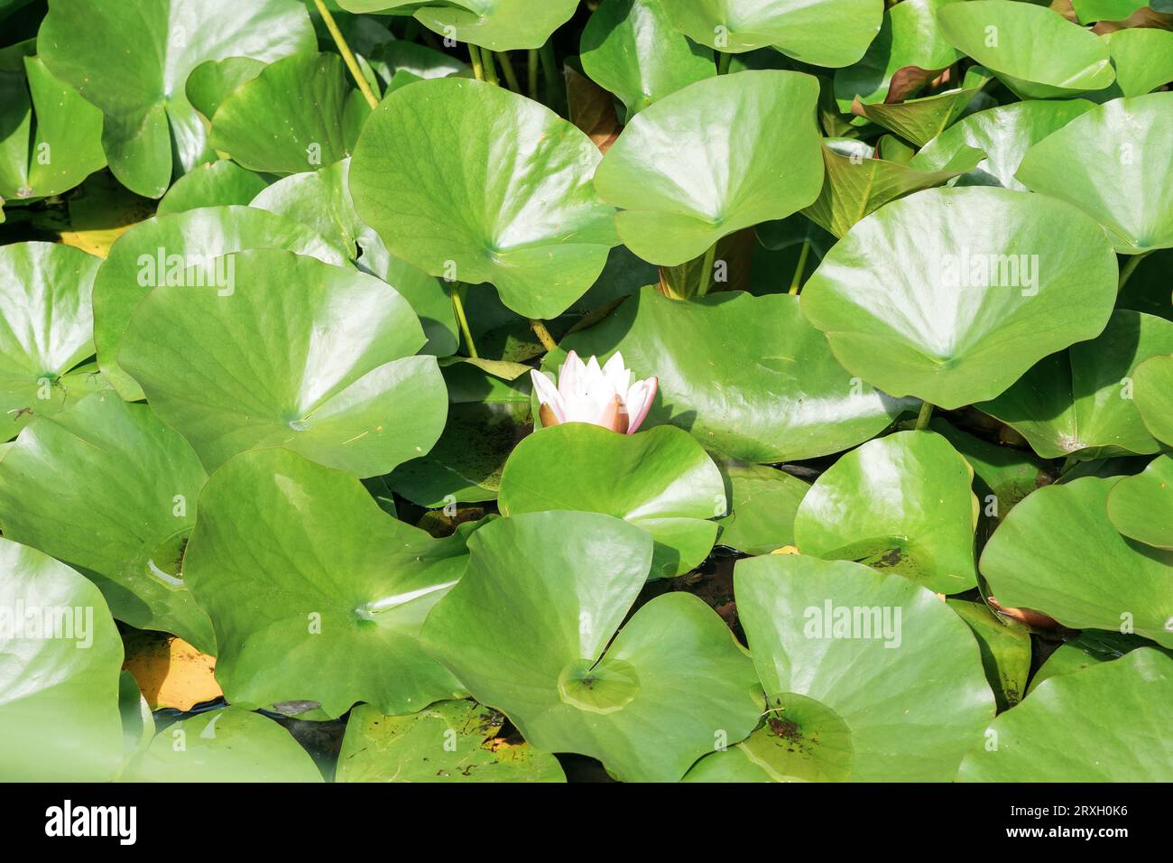 beautiful lotus flower among leaves in natural habitat Stock Photo