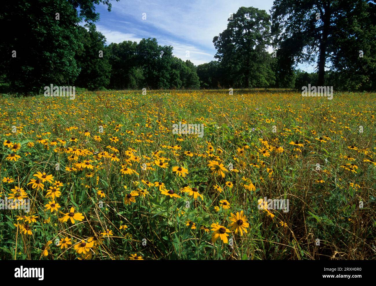 Wildflower field, Gus Engeling Wildlife Management Area, Texas Stock Photo